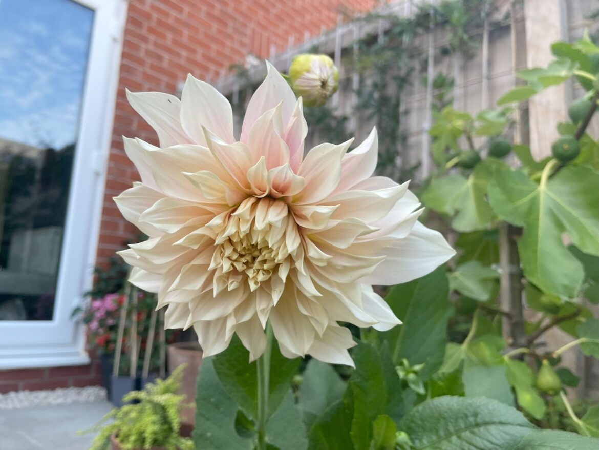 Dalia 'Cafe au Lait'