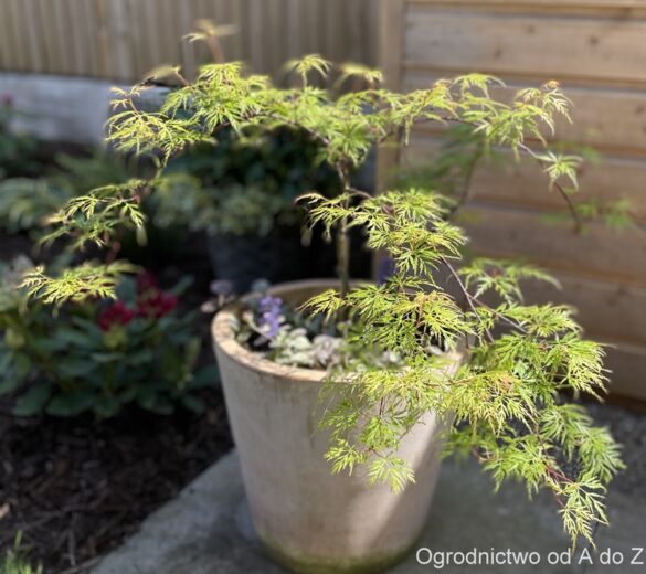 Acer palmatum 'Emerald Lace'