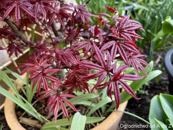 Klon palmowy ‘Little Red’