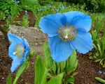 Garden Plants Gallery