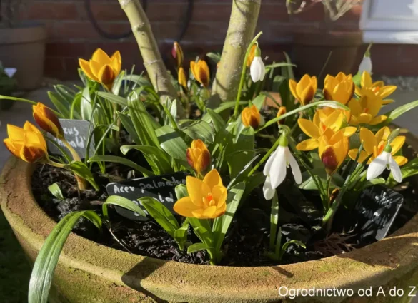 Crocus 'Herald'