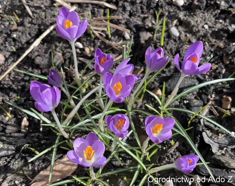 Krokus Tommasiniego ‘Barr’s Purple’