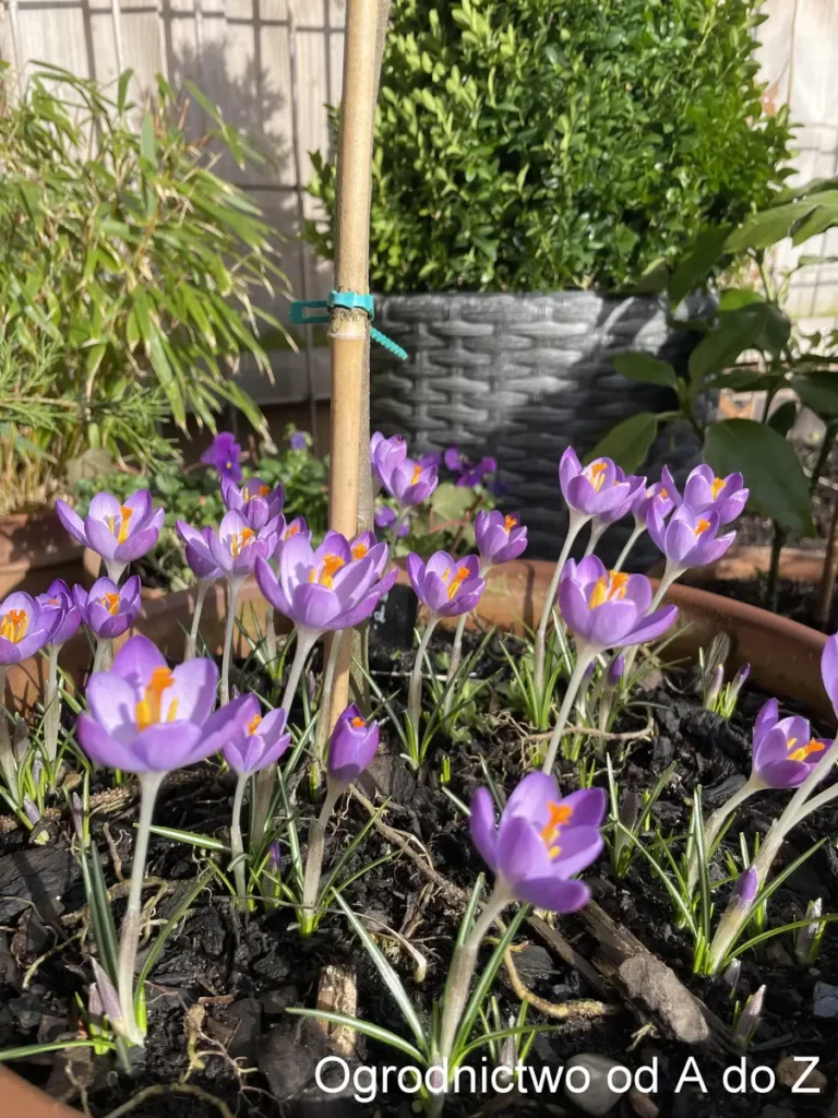 Crocus tommasinianus ‘Barr’s Purple’