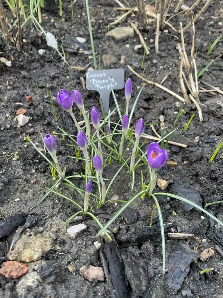 Crocus tommasinianus ‘Barr’s Purple’