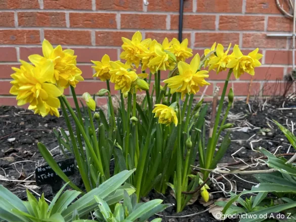 Narcissus 'Tete Boucle'