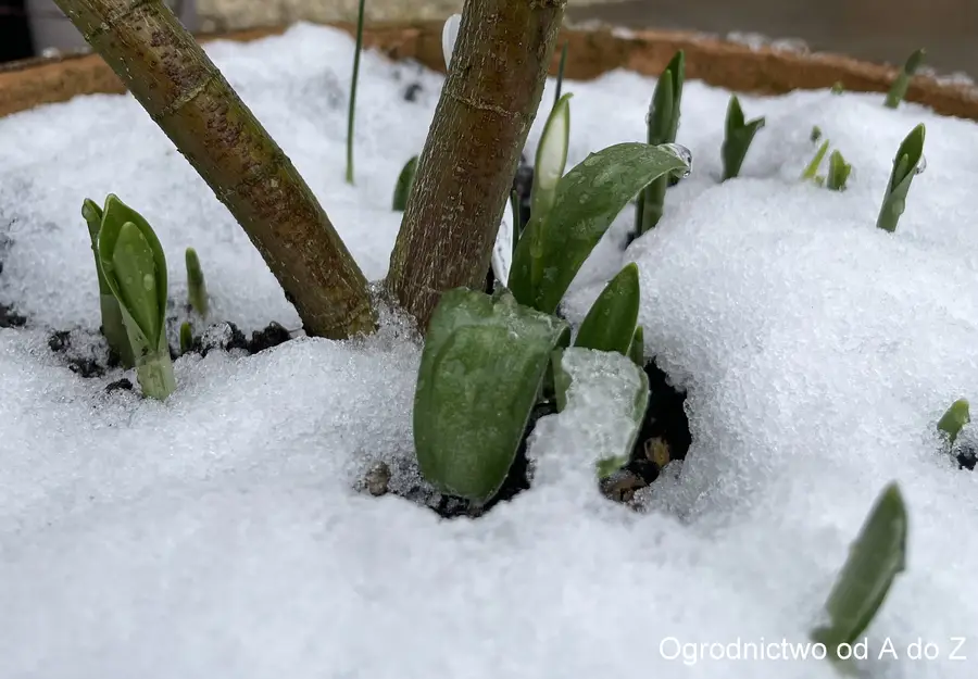 Śnieżyczka Woronowa 